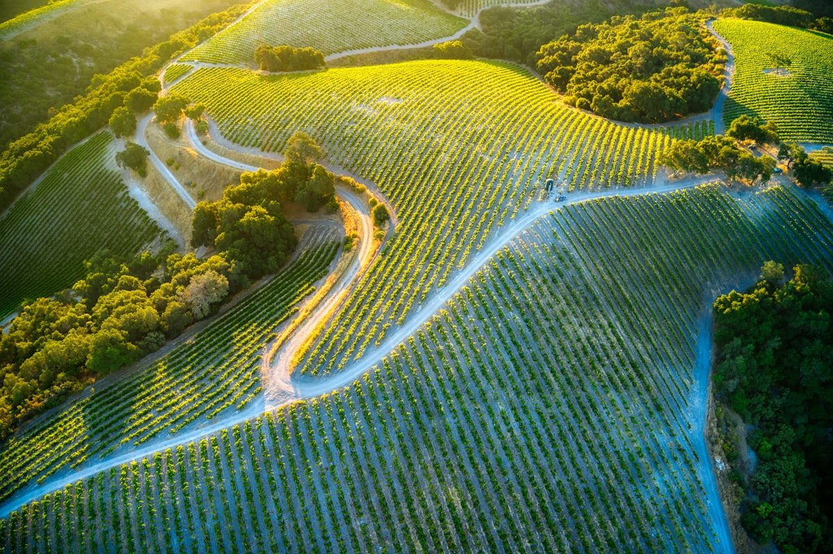 85% das vinícolas brasileiras já adotam o enoturismo como estratégia de crescimento