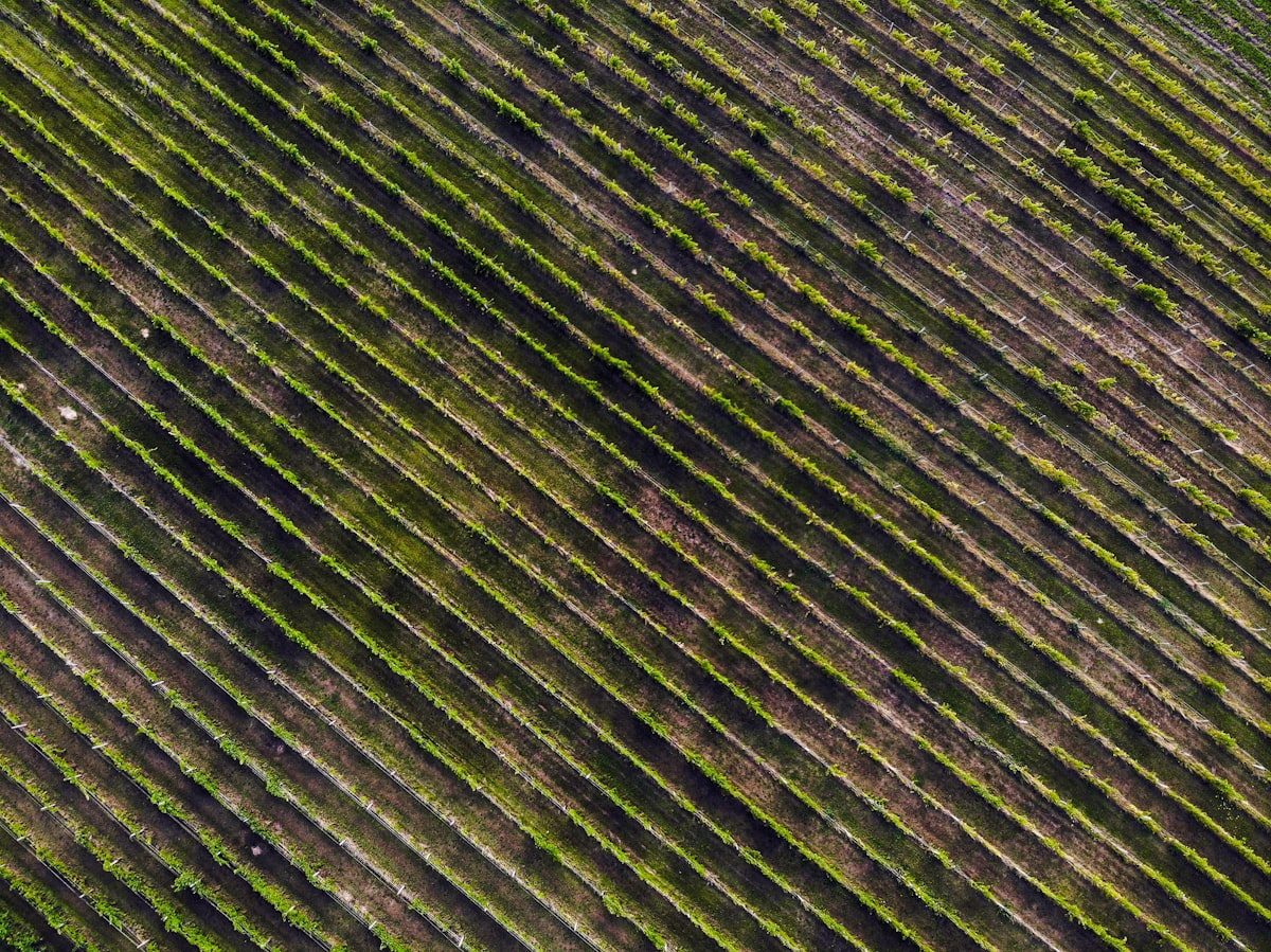 Miolo Wine Group certifica quatro vinícolas como Carbono Neutro e entra para grupo global de sustentabilidade