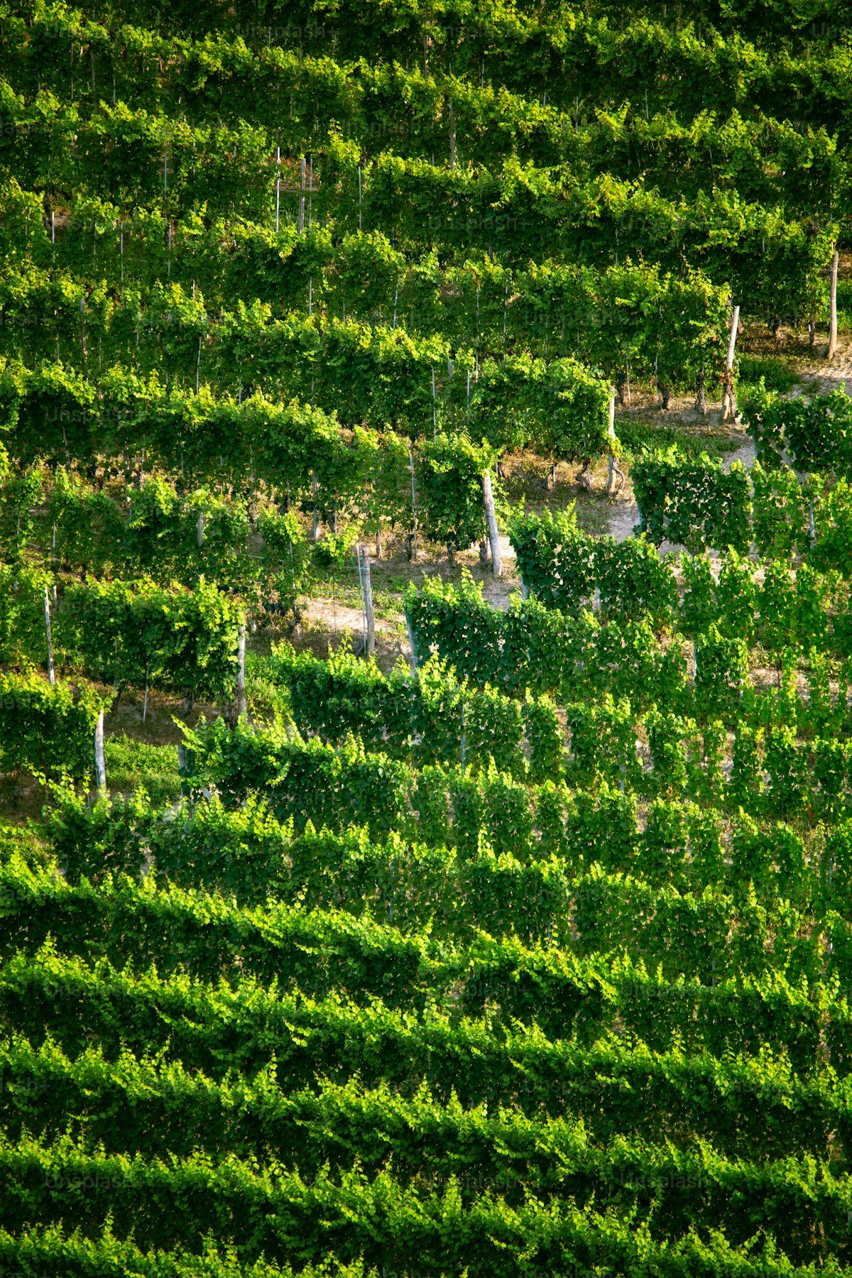 Do Cerrado para o mapa do vinho: vinícola do DF conquista medalha e projeta novo terroir nacional