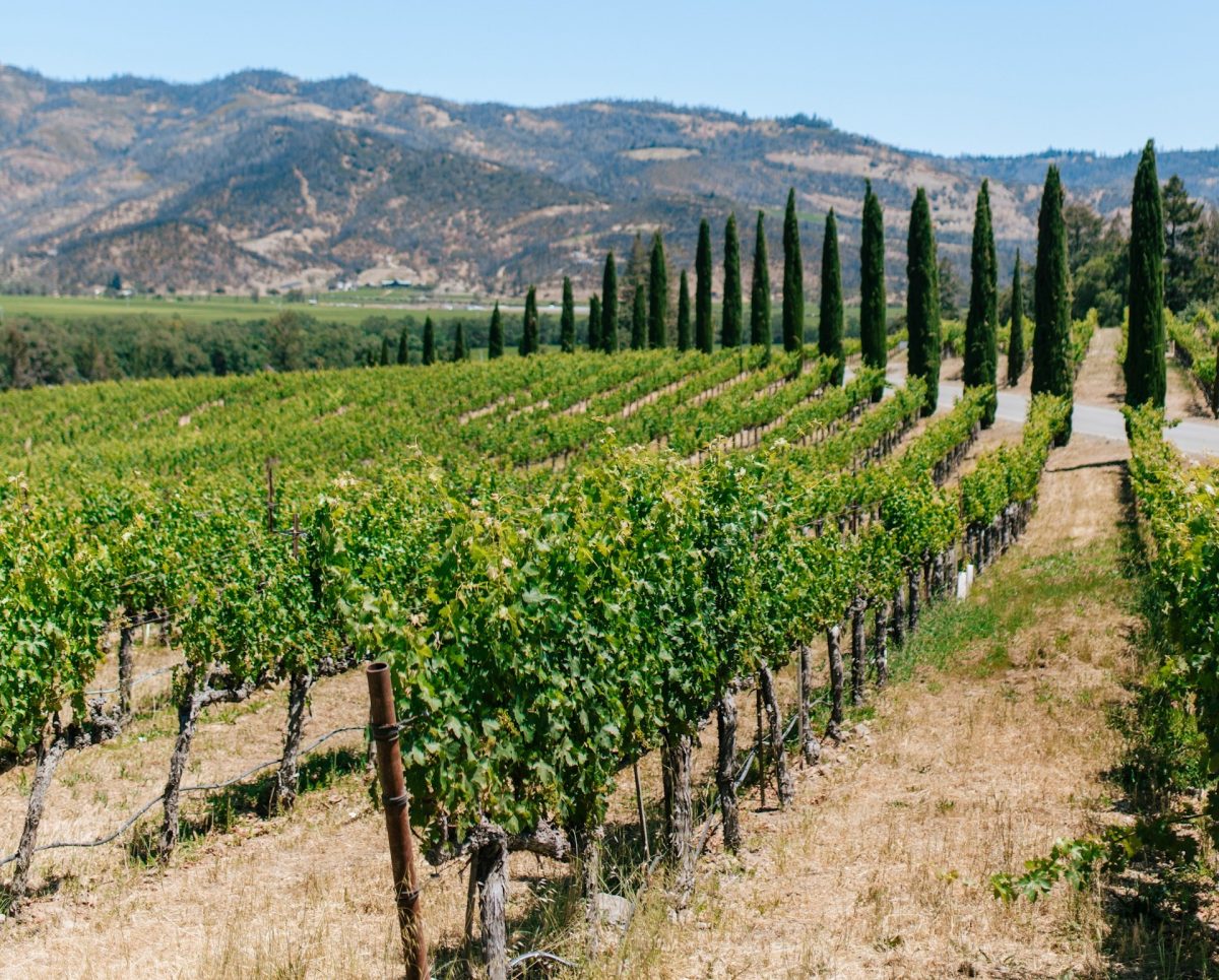 Crise em Napa Valley pode levar milhares de hectares de vinhedos à remoção