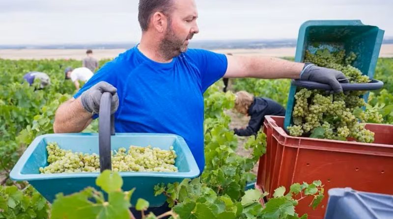 Calor extremo muda a safra de Champagne e abre exceção inédita para teor alcoólico