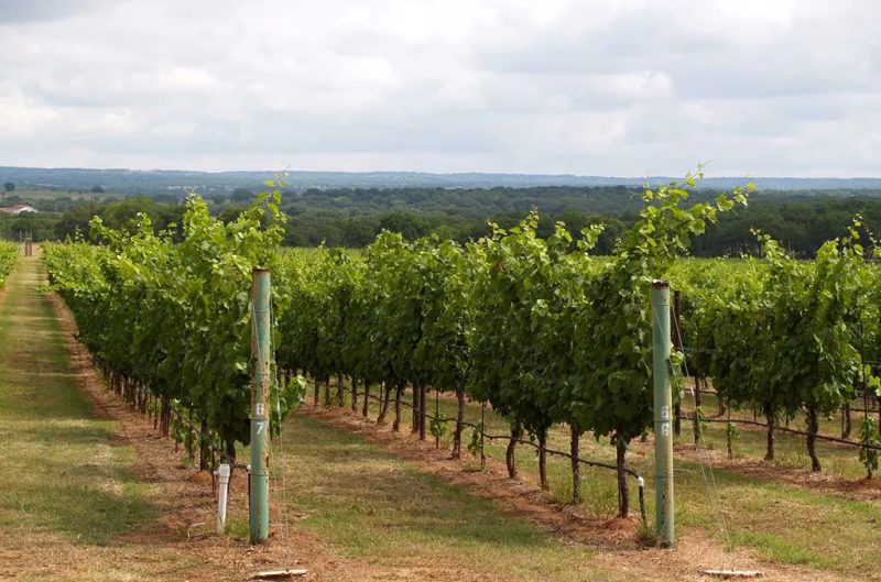 Texas se destaca no DWWA 2026 e reforça seu crescimento como região produtora de vinhos