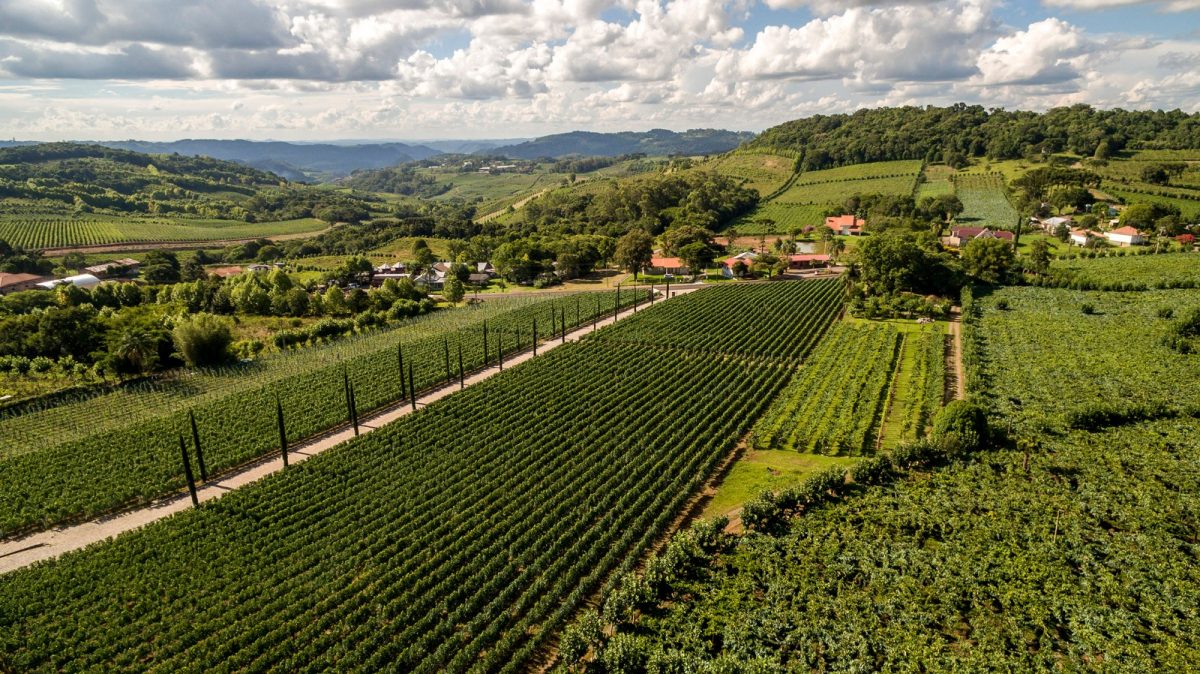 Vale dos Vinhedos se destaca como destino do vinho brasileiro mais premiado no 13º Brazil Wine Challenge